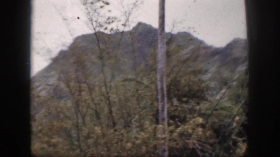 1959 Hawaii 8mm view of a green mountain face behind slender trees, trunks and dense roadside foliage.