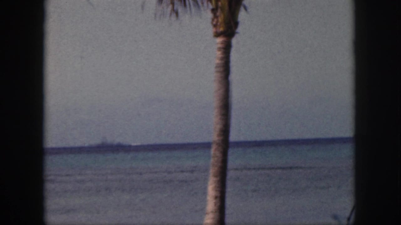 Palm trunk and dark vertical divider with calm ocean and distant horizon.