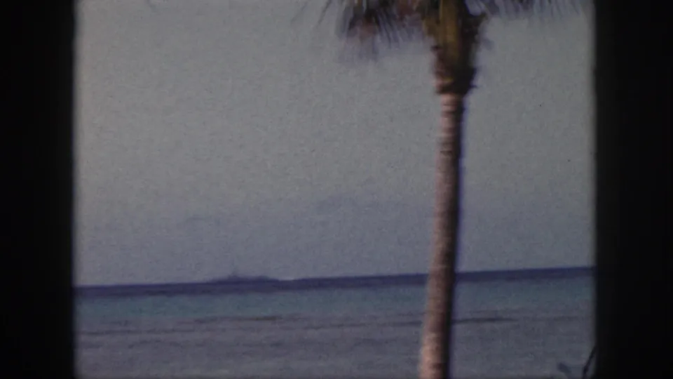 A soft 1959 Oahu 8mm frame shows a palm trunk centered against pale sky, shallow-looking water, and a low distant horizon.