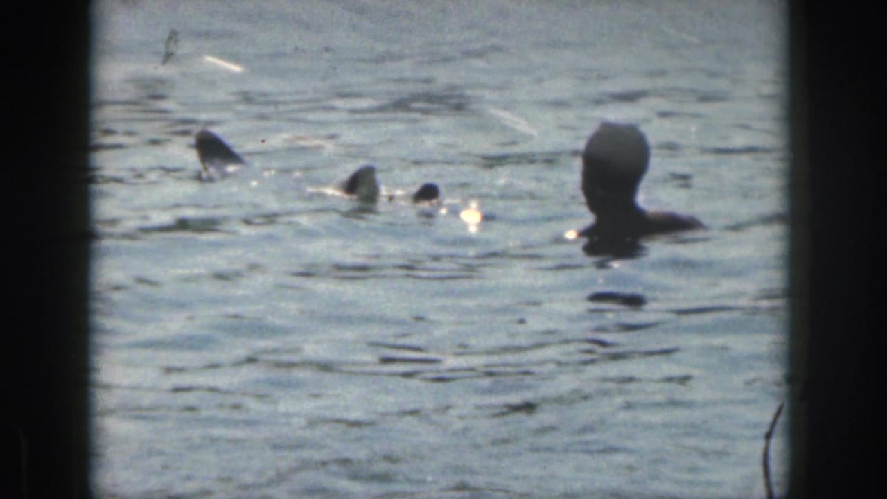 1961 Michigan lake scene with several swimmers partly submerged in sunlit water.