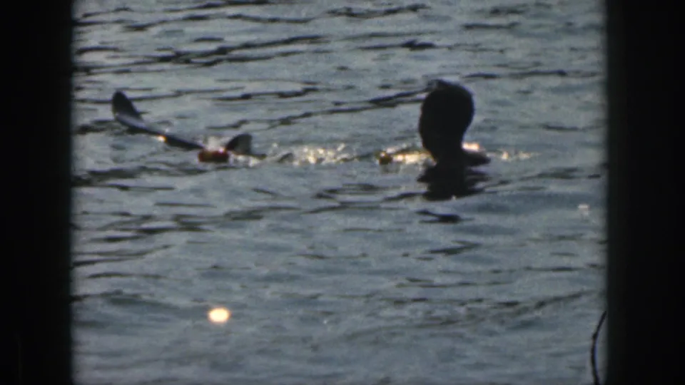 1961 Michigan home-movie frame showing a swimmer near water-skiing gear on the lake.
