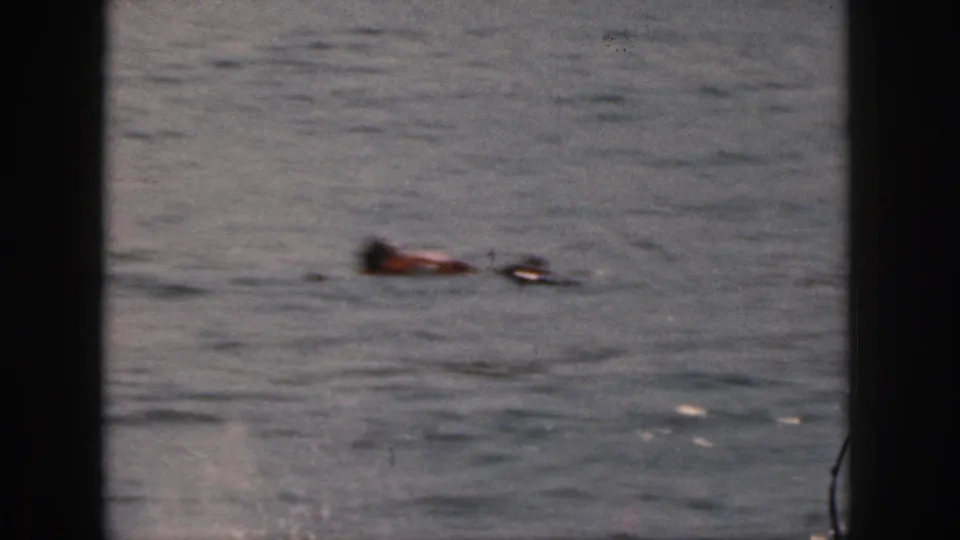 1961 Michigan home-movie frame with an adult in a life jacket floating low in rippled water beside a small dark object.
