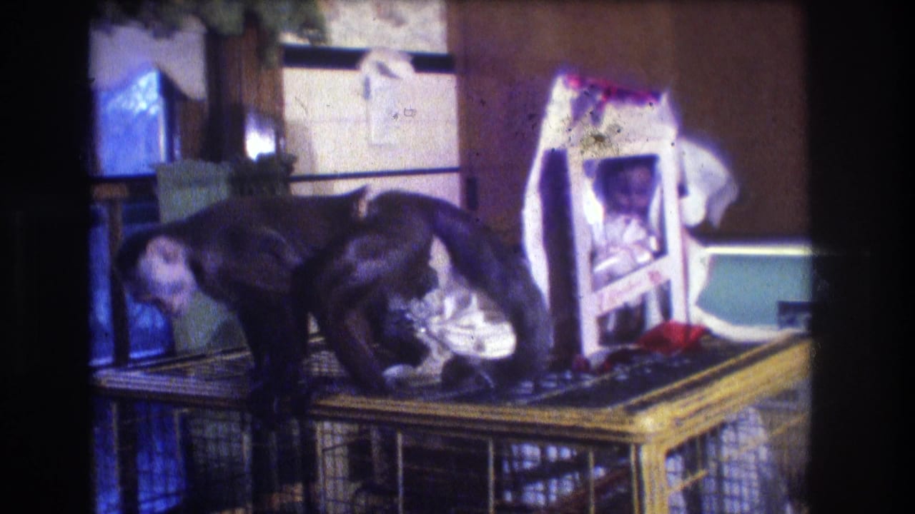 Dark-furred monkey crouches on a yellow metal cage in a kitchen.