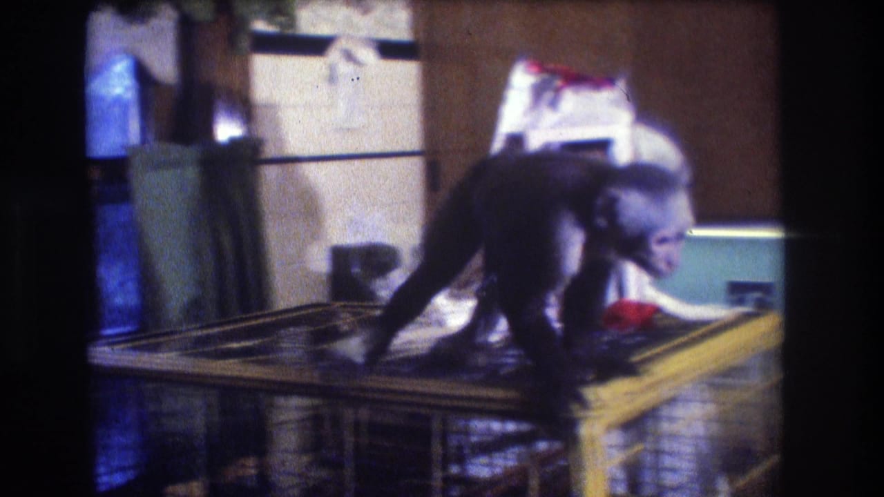 Monkey walks across the cage top toward the right side of the kitchen.