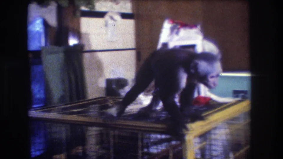 The monkey moves along the top of a yellow cage in the Medford kitchen, with cabinets and a window behind it.