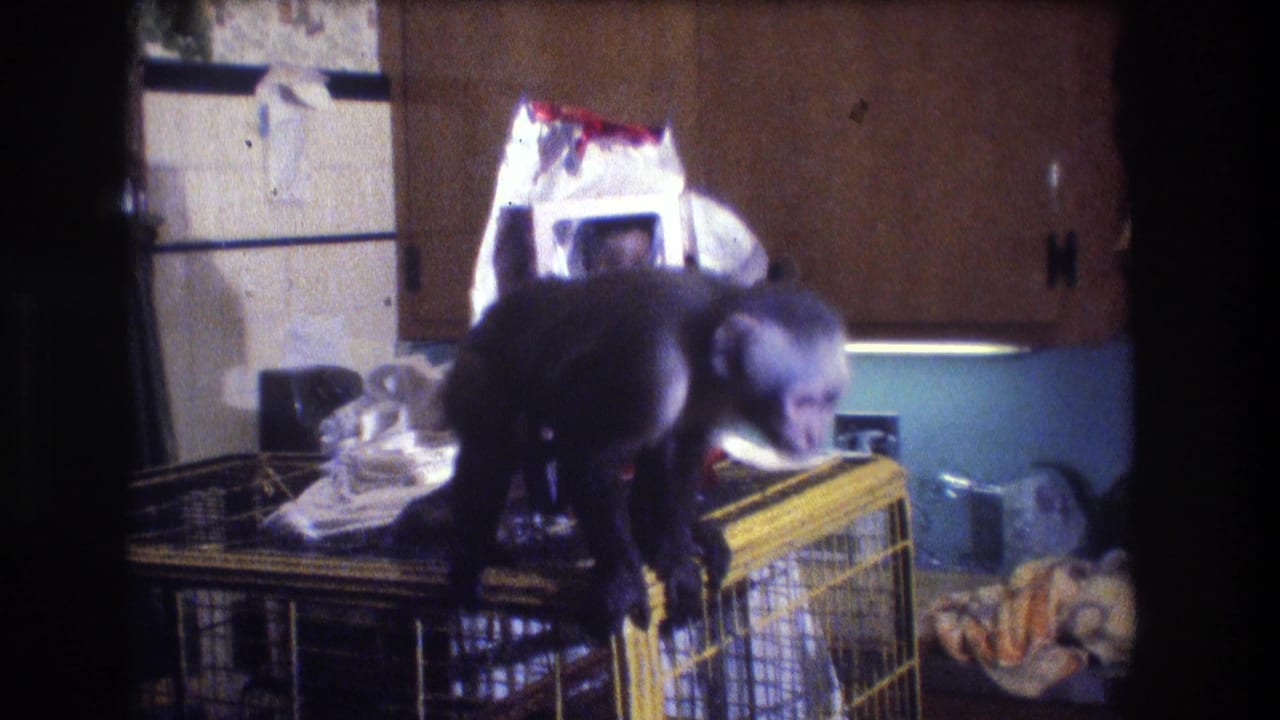 The monkey lowers toward the front edge of the cage inside the 1973 Medford kitchen, with household items visible nearby.