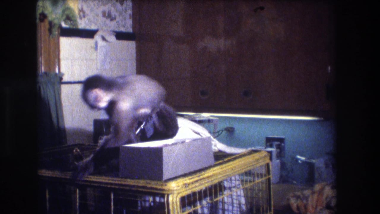 The monkey appears near a white box on the cage top in a private Medford kitchen, with cabinets and window light behind it.