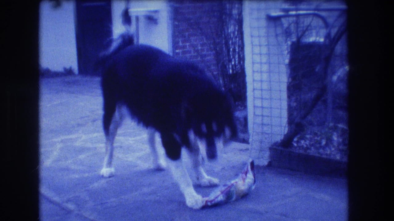 In 1973 Medford, New Jersey home-movie footage, a black-and-white dog lowers its head toward food on a paved patio.