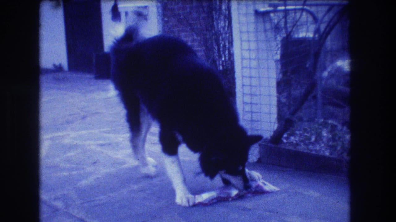 The dog bends over the food on a paved patio in blue-tinted 8mm footage from Medford, New Jersey, 1973.