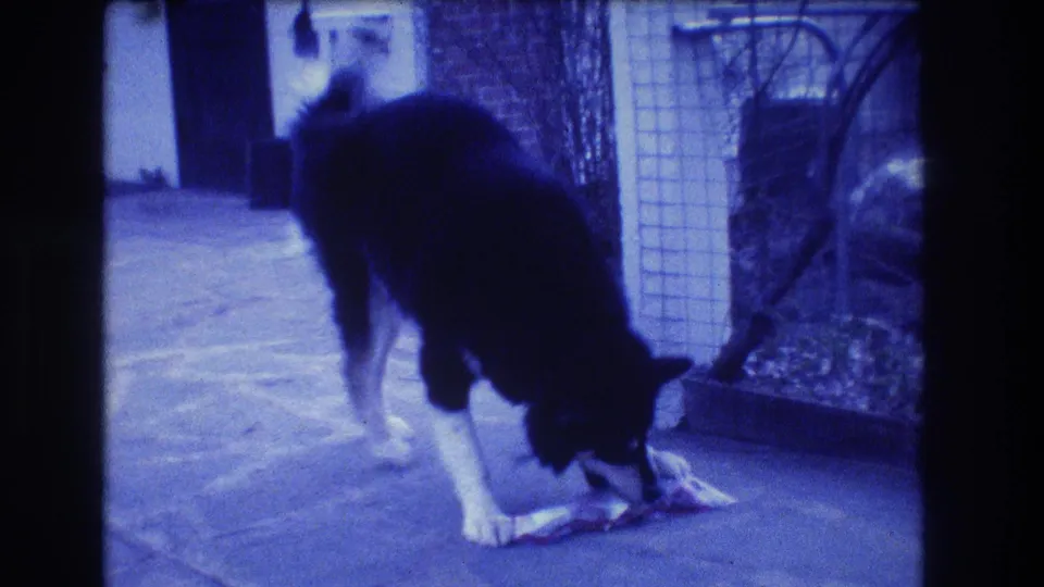The dog bends over the food on a paved patio in blue-tinted 8mm footage from Medford, New Jersey, 1973.