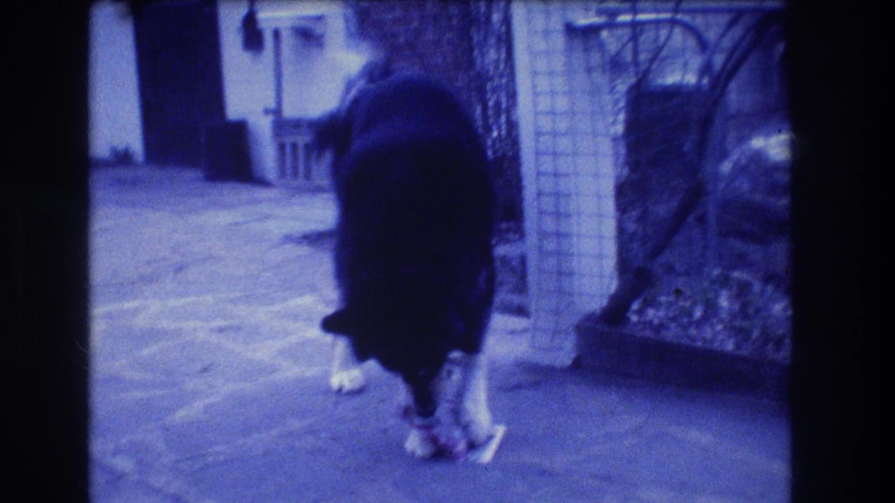 Dog stands over the food with its head down on the patio.