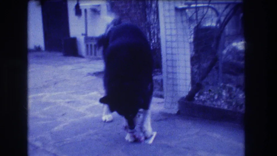 A black-and-white dog stands close to the camera while eating or sniffing food on a suburban patio in 1973 home-movie footage.