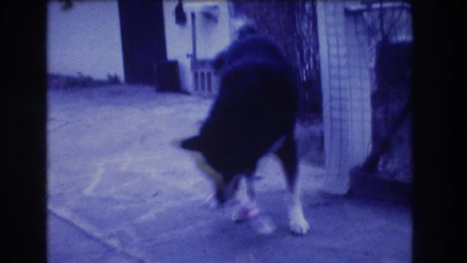 The dog shifts position on the paved patio as the brief 1973 Medford home-movie shot ends in soft blue 8mm grain.