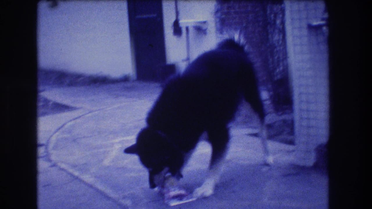 Black-and-white dog bends over a small object on a paved outdoor surface.
