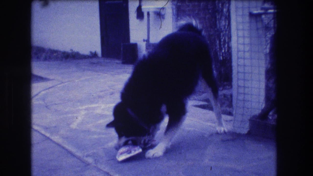 Dog lowers its head to sniff or nudge a small object near an exterior wall.