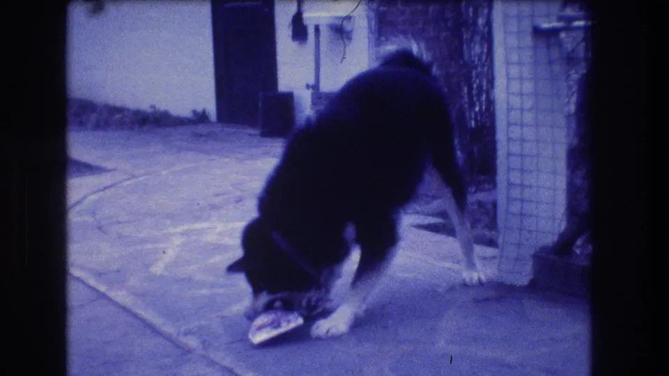 The collared dog keeps its nose close to a small object on the ground in a blue-tinted 8mm frame from Medford, New Jersey.