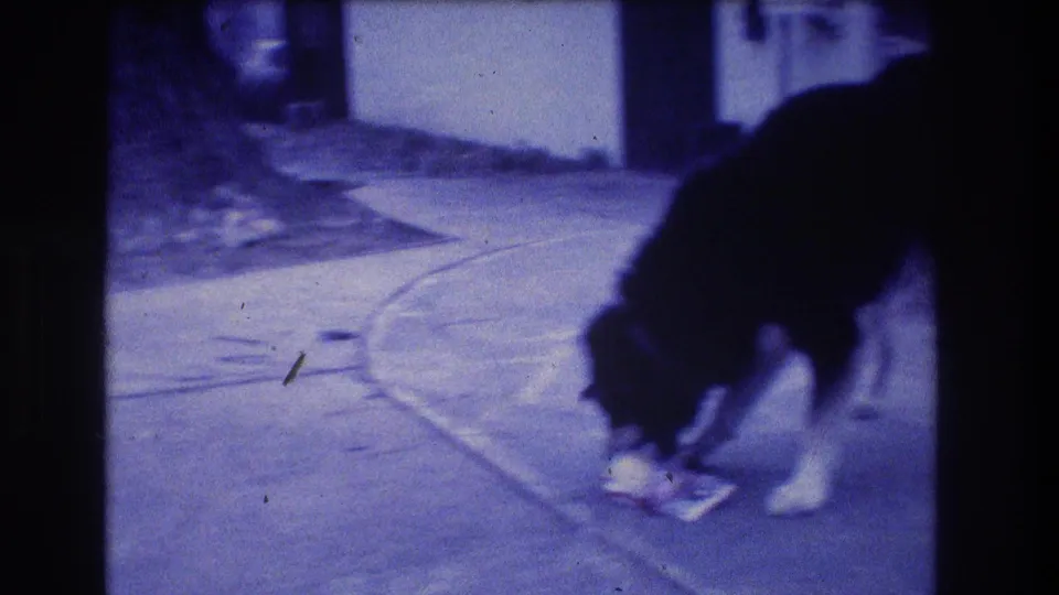 A black-and-white dog paws and noses a small object on a paved residential surface in soft, blue-tinted 8mm footage.