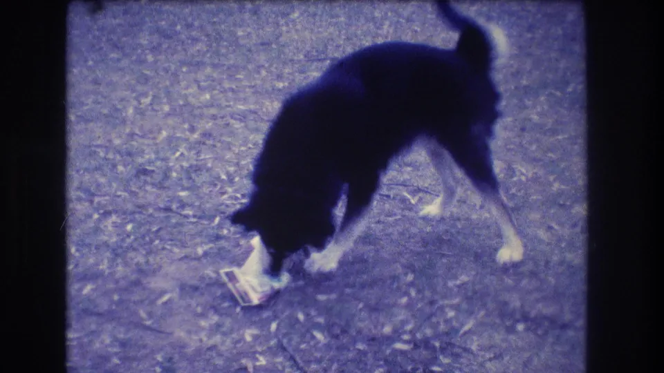 The dog follows the small object onto a rough outdoor surface, tail raised, in the final frame of the 1973 Medford home movie clip.