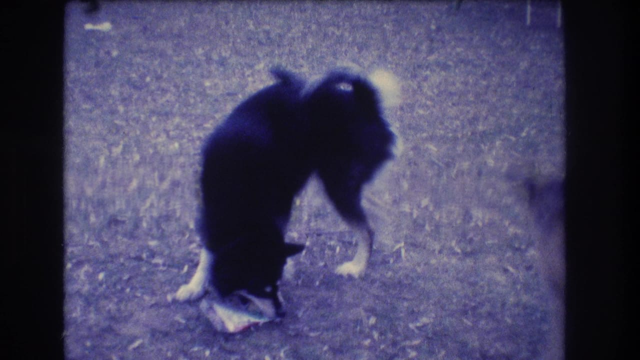 Black-and-white dog bending over a crumpled object on grass.
