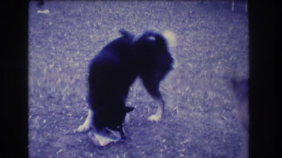 1973 Medford, New Jersey 8mm frame showing a black-and-white dog pawing at a crumpled paper-like toy in a yard.