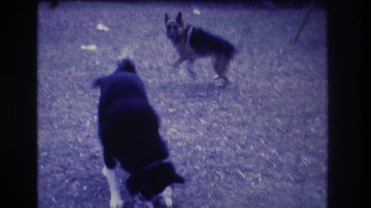 Black-and-white dog in foreground with German Shepherd standing farther back.