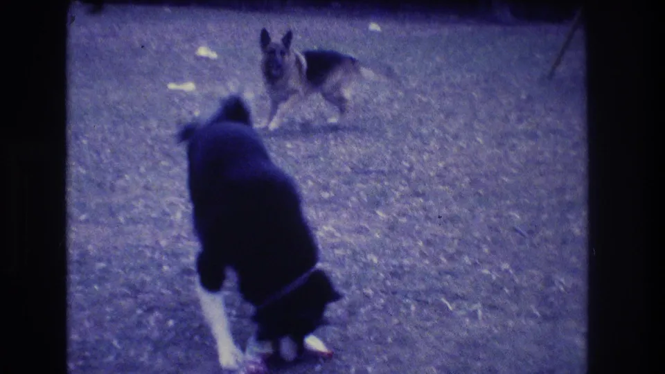 1973 Medford, New Jersey 8mm frame showing the black-and-white dog crouched over the toy as the German Shepherd looks on.