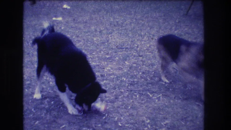 1973 Medford, New Jersey home-movie frame with a black-and-white dog over the toy and part of the German Shepherd at the edge.