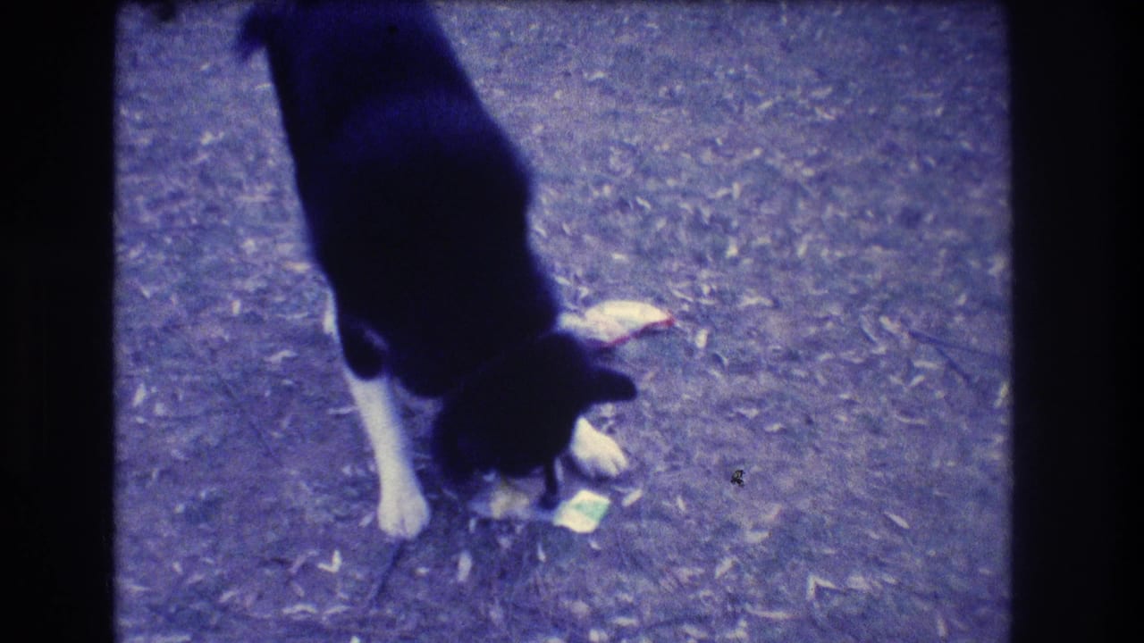 In 1973 Medford, New Jersey home-movie footage, a black-and-white dog lowers its head toward small objects on bare outdoor ground.