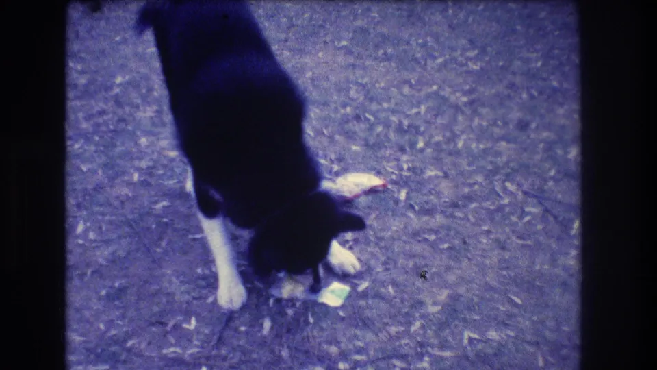 In 1973 Medford, New Jersey home-movie footage, a black-and-white dog lowers its head toward small objects on bare outdoor ground.