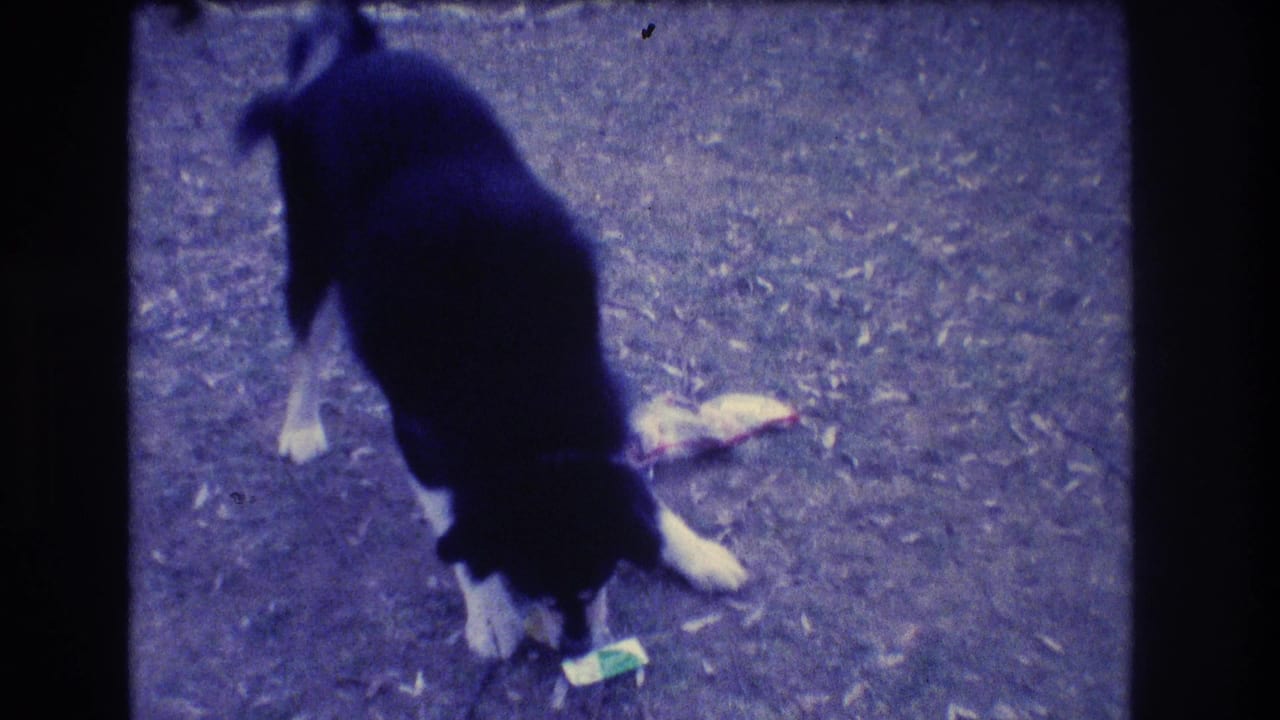 The dog stands over a green-and-white item and a pale red-edged object in soft, purple-cast 8mm footage from Medford, New Jersey.