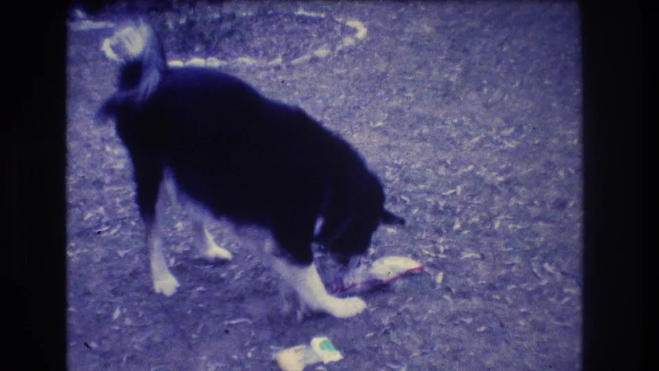 A black-and-white dog paws and noses at a pale object on the ground while a small green-and-white item sits nearby.