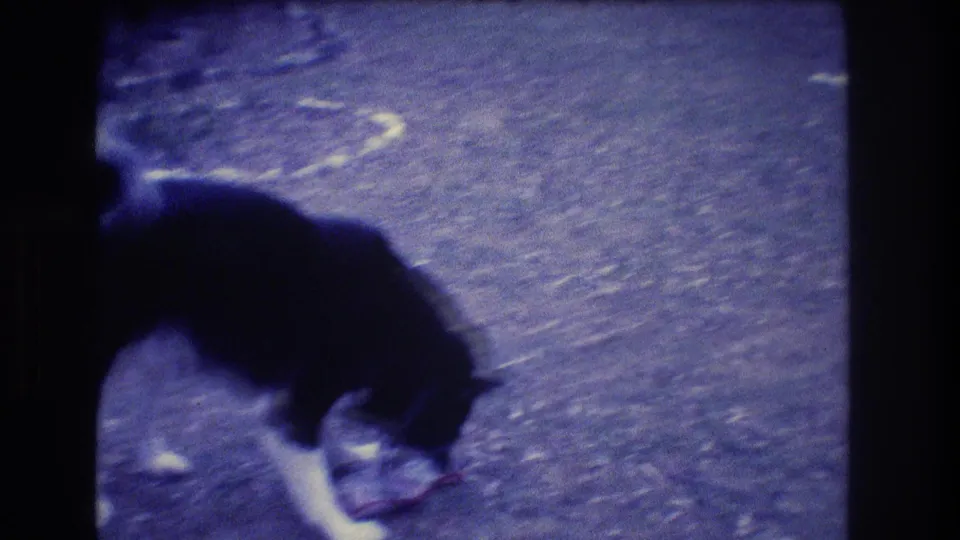 The dog appears motion-blurred as it lowers its head toward a red-edged object on outdoor ground in the 8mm home-movie frame.