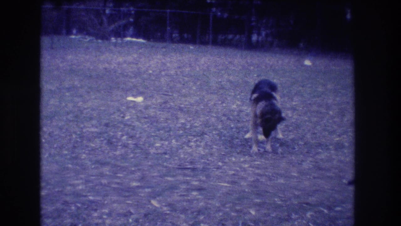German Shepherd standing on grass near a small yellow object with fence and trees behind.