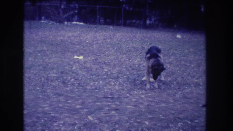 1973 Medford, New Jersey 8mm frame with a German Shepherd on a grassy field near a small yellow object, backed by fence and trees.