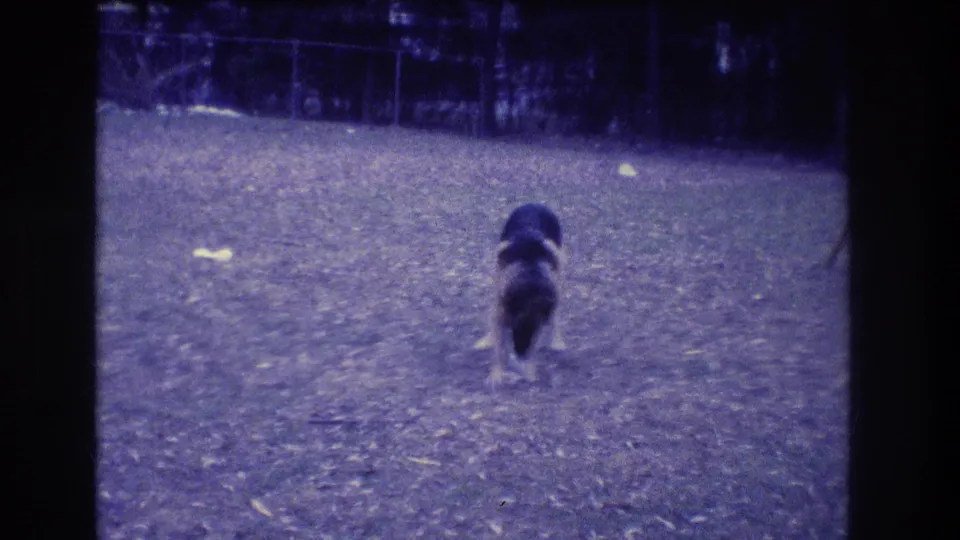 1973 Medford, New Jersey 8mm frame showing a German Shepherd moving toward the camera across grass with fence and trees beyond.