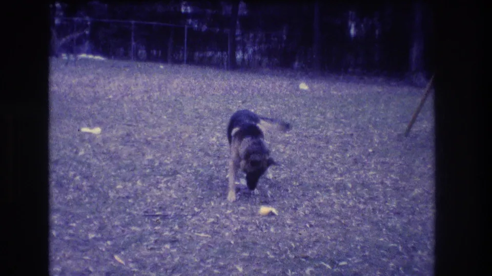 1973 Medford, New Jersey 8mm frame with a German Shepherd bending toward a small yellow object on the grassy field.