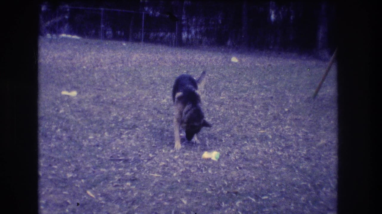 Black and tan dog sniffing paper scraps on a yard surface.