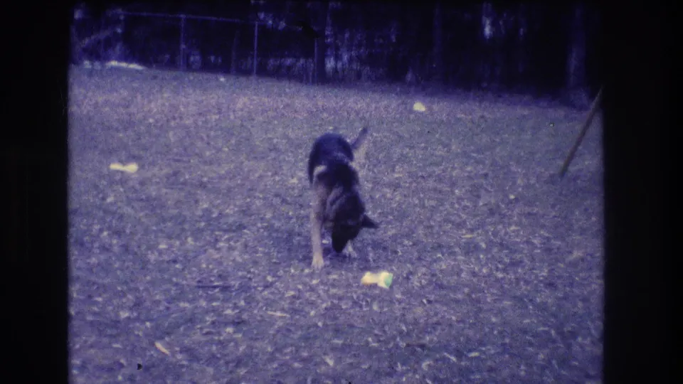 In supplied 1973 Medford, New Jersey home-movie footage, a black and tan dog lowers its head toward scattered papers in a yard.