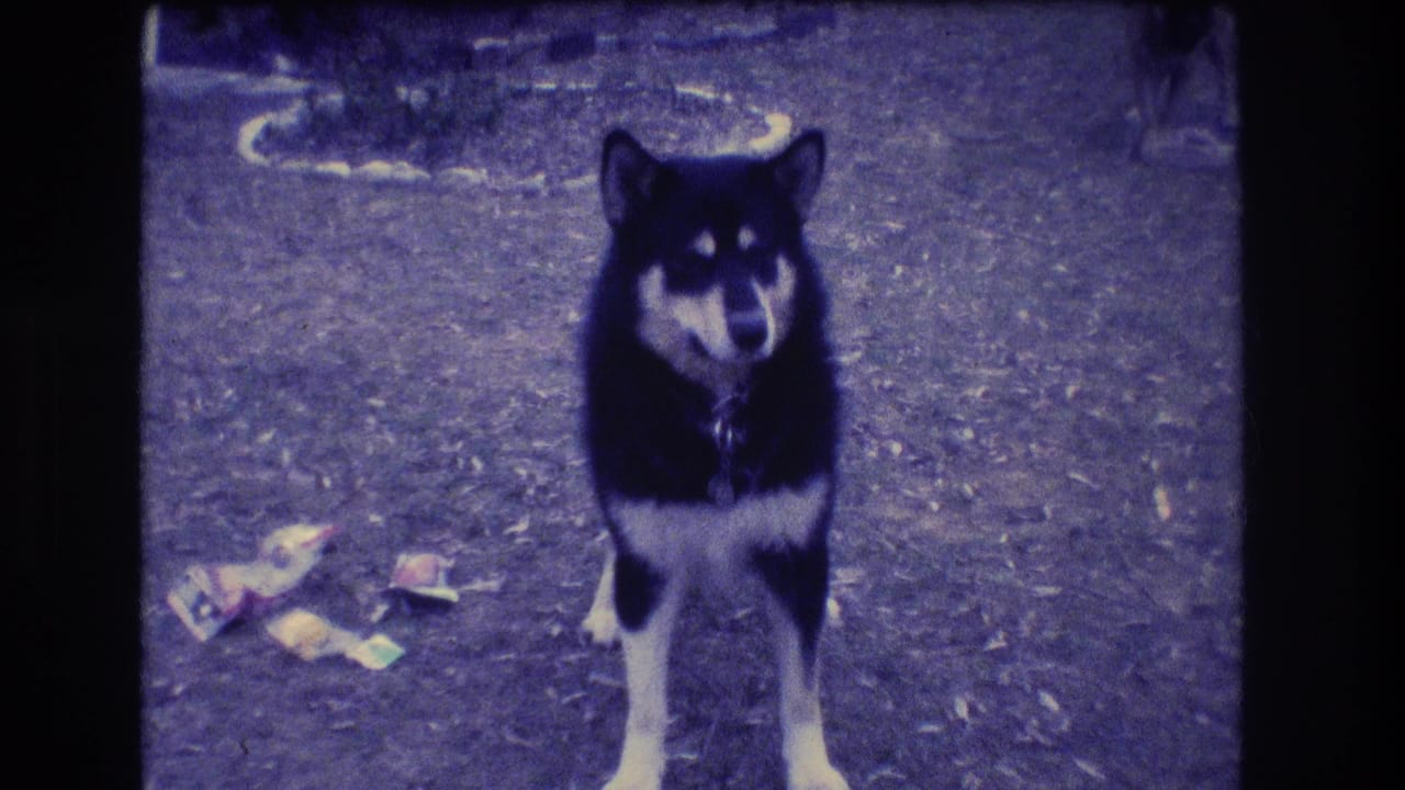 Black and tan dog facing the camera near scattered papers.