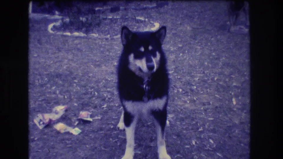 The dog stands facing the camera in the yard, with loose papers on the ground beside it in the 1973 Medford home-movie frame.