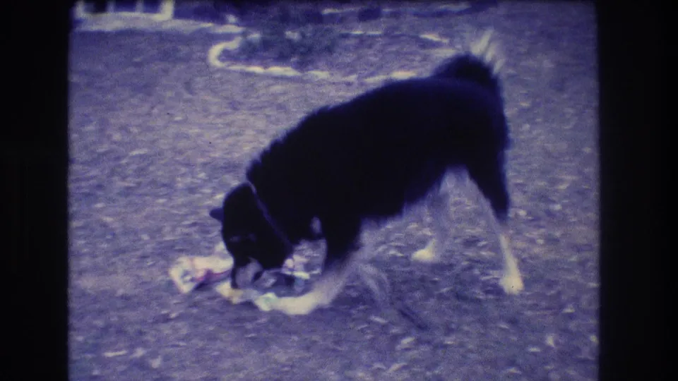 The black and tan dog bends over a small pile of newspaper or paper trash, sniffing or chewing in the yard.