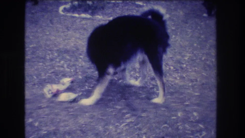 The dog stands over scattered newspaper or paper scraps in the yard, partly turned away from the camera in the final frame.