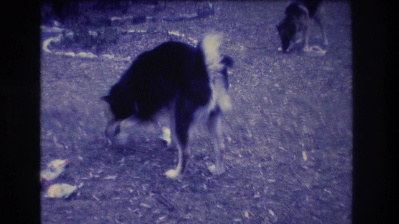 Black and white dog sniffing debris on a gravel yard.
