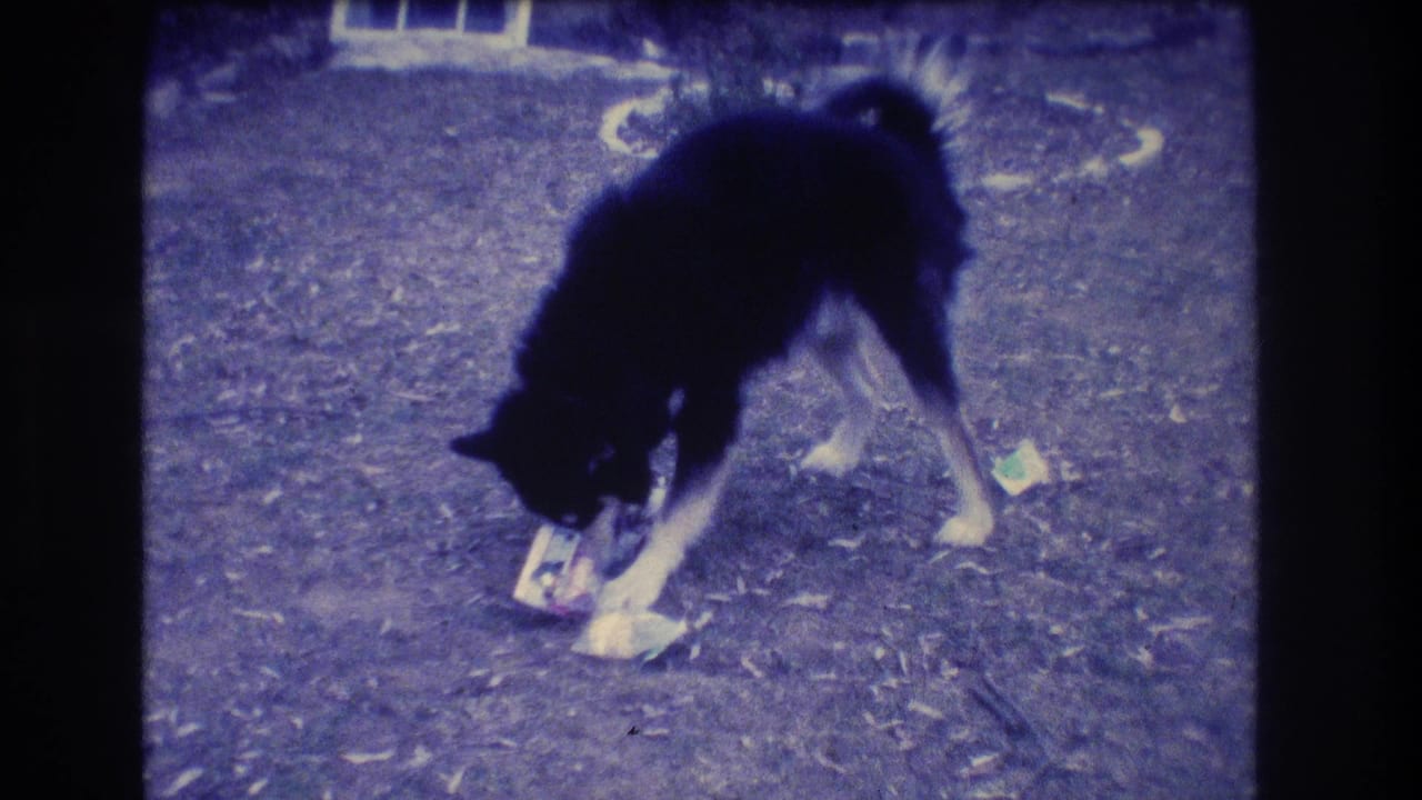 A black and white dog bends over scattered paper or trash in a Medford yard, captured on soft purple-toned 8mm film.