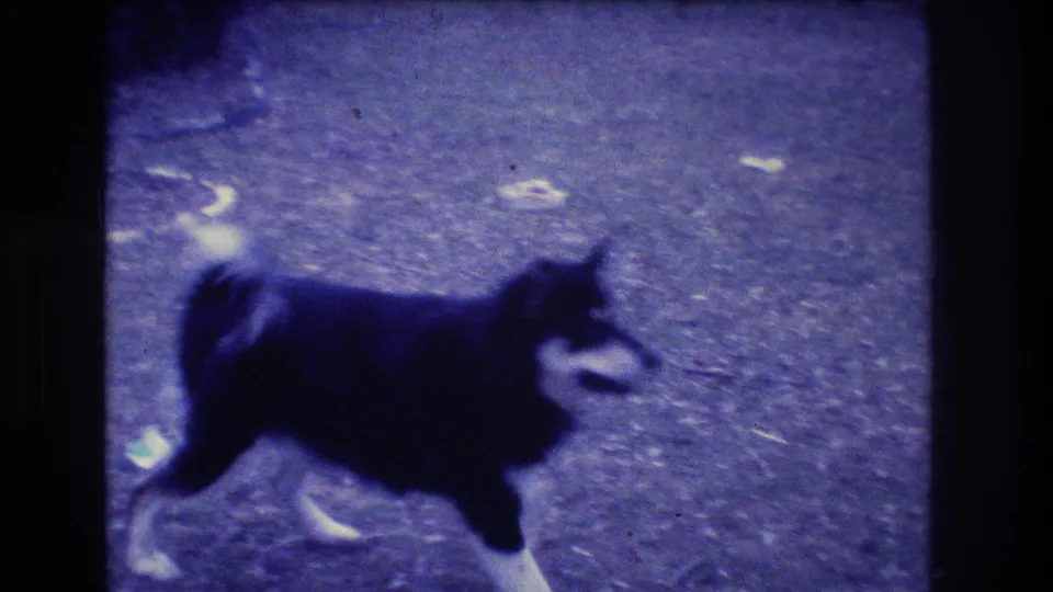 The black and white dog walks across the gravel or dirt yard, with scattered debris behind it in the 1973 home-movie frame.