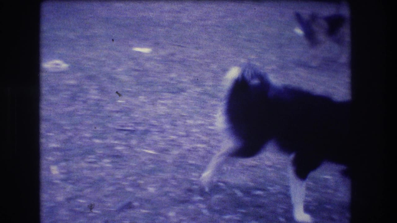 Black-and-white dog moving across a gravel or dirt yard with heavy blue film cast.