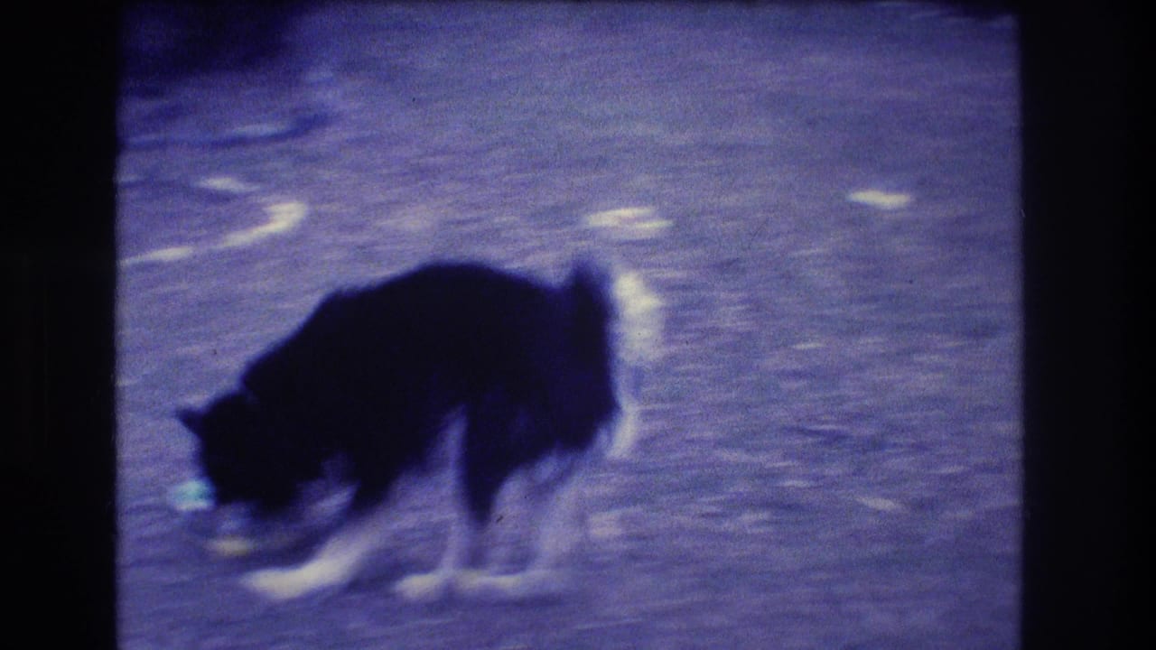 Dog bends toward the ground while playing or investigating something outdoors.