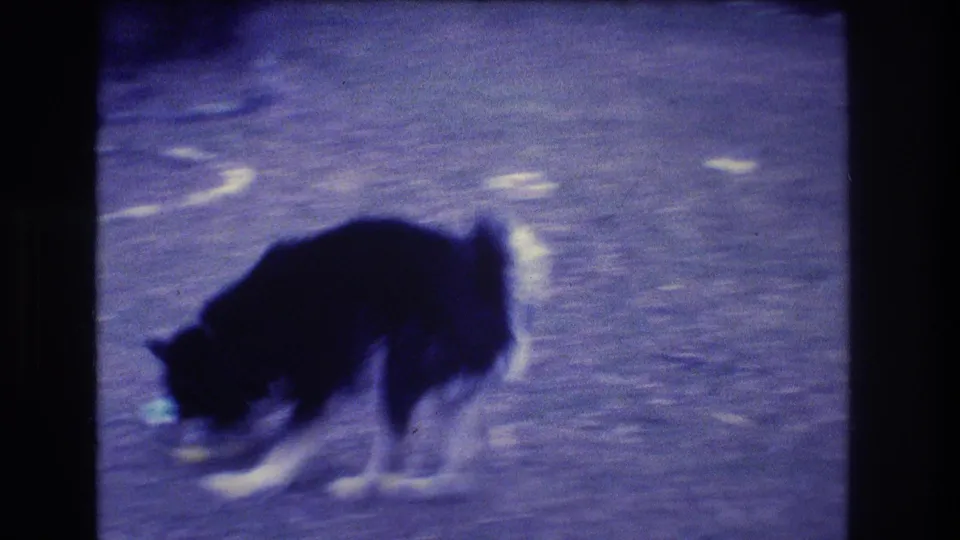 The dog bends toward the ground in the Medford yard, appearing to investigate or pick up a small object during a casual 1973 home movie.