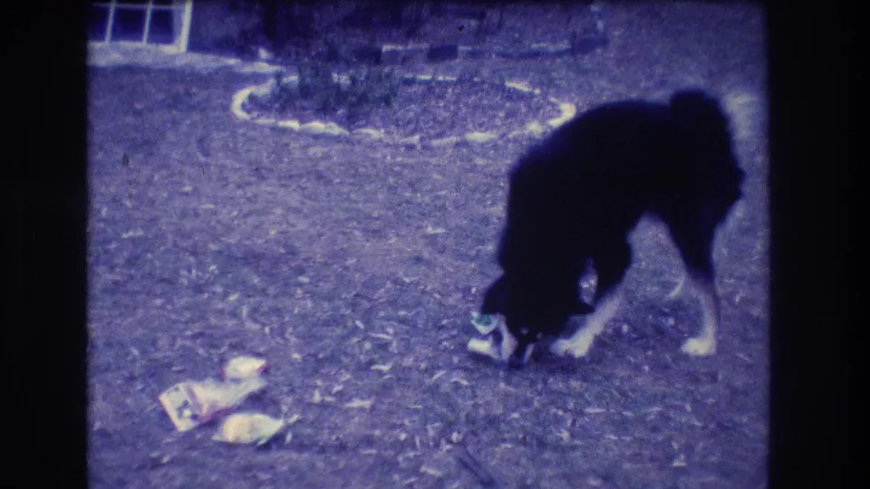The black-and-white dog stands over a small object in a Medford outdoor yard, with scattered items visible on the ground in the 1973 8mm footage.
