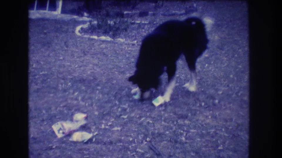 A black-and-white dog remains focused on a small object on the ground, framed in blue-tinted 8mm home-movie footage from Medford, New Jersey, 1973.